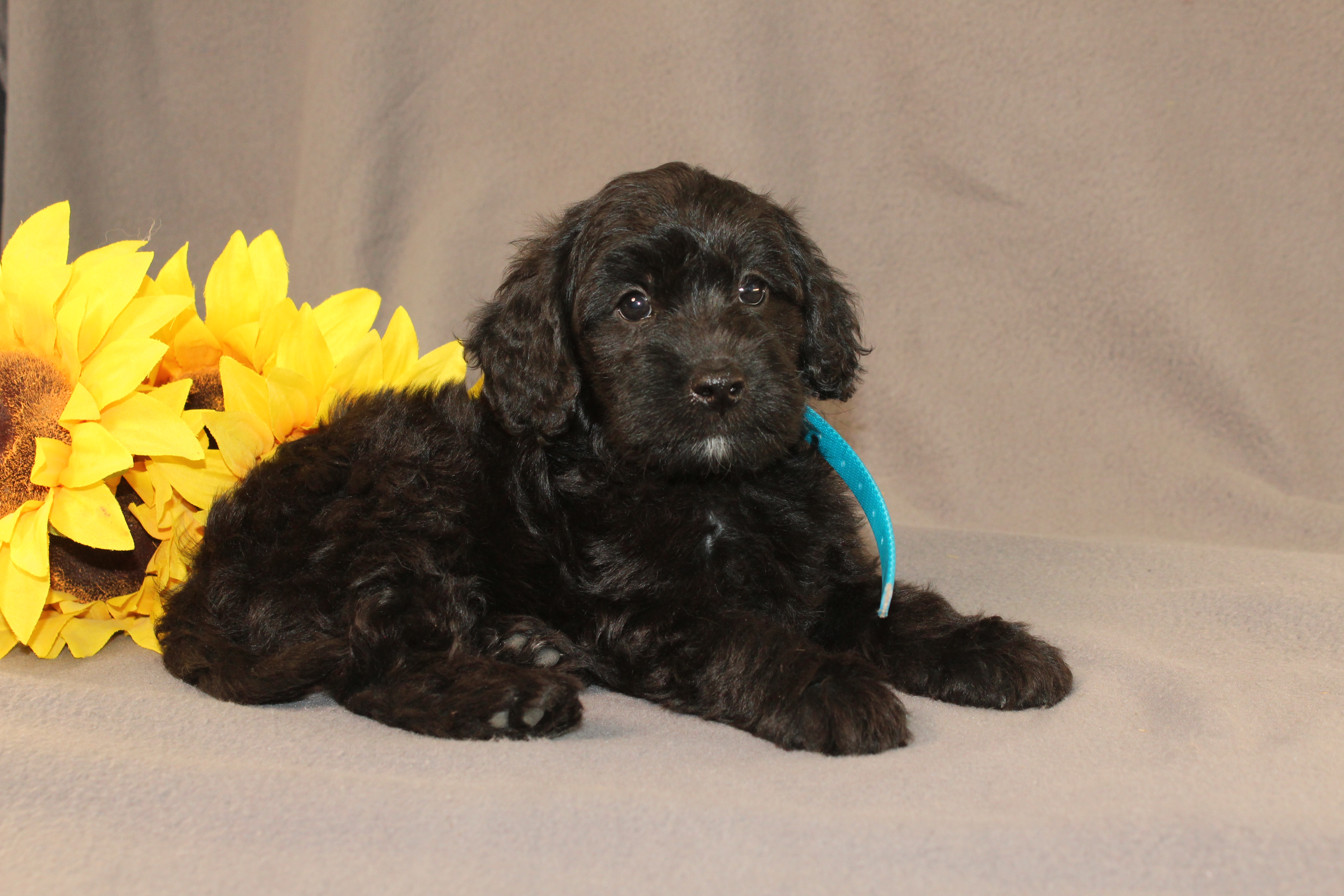 puppy, for, sale, Mini Cavagoldendoodle, Ivan J. Stoltzfus, dog, breeder, Dornsife, PA, dog-breeder, puppy-for-sale, forsale, nearby, find, puppyfind, locator, puppylocator, aca